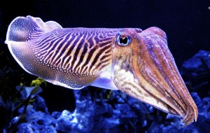 Cuttlefish are the color- and texture-changing BADASSES OF THE SEA. Suck it, octopuses.